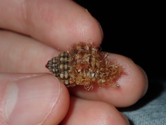 Turritriton labiosus