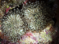 Euphyllia cristata