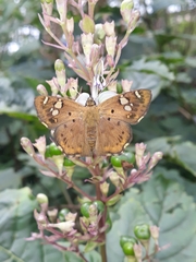 Coladenia indrani