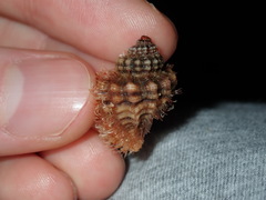 Turritriton labiosus