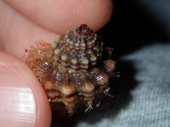 Turritriton labiosus