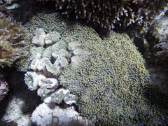 Euphyllia cristata