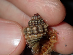 Turritriton labiosus