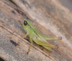 Dichromorpha elegans