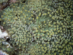 Euphyllia cristata