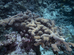 Pocillopora grandis