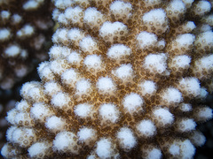 Pocillopora grandis