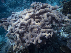 Pocillopora grandis