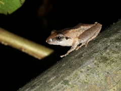 Pseudophilautus amboli