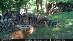 Odocoileus virginianus