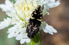 Acmaeodera
