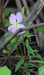 Rhexia mariana mariana