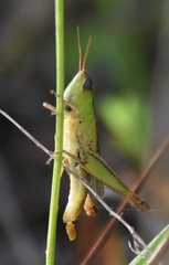 Dichromorpha elegans