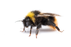 Bombus quadricolor