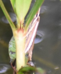 Carectocultus perstrialis