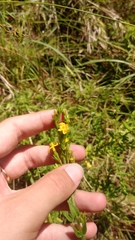 Hypericum setosum