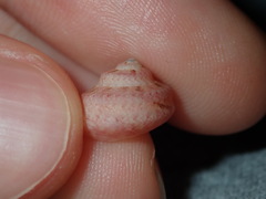 Notogibbula bicarinata