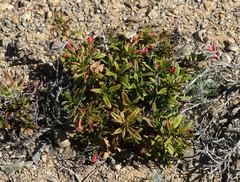 Diplacus parviflorus