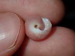 Notogibbula bicarinata