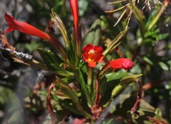 Diplacus parviflorus