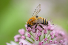 Andrena nigriceps