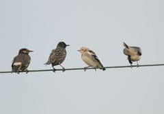 Agropsar philippensis