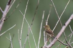 Emberiza sulphurata