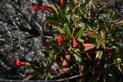 Diplacus parviflorus