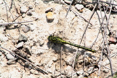 Gomphus pulchellus