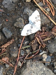 Xanthorhoe montanata