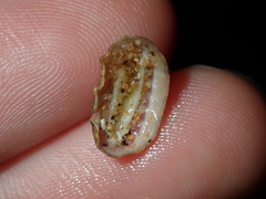 Ischnochiton smaragdinus