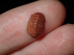 Ischnochiton smaragdinus