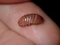 Ischnochiton smaragdinus