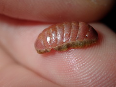 Ischnochiton smaragdinus