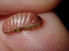 Ischnochiton smaragdinus