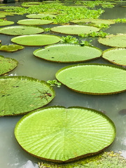 Victoria amazonica