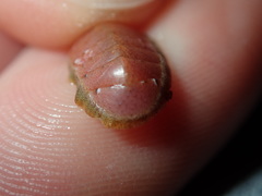 Ischnochiton smaragdinus