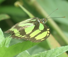 Philaethria diatonica