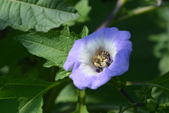 Nicandra physalodes
