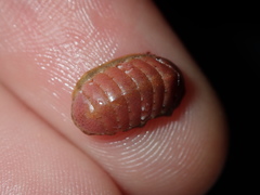 Ischnochiton smaragdinus