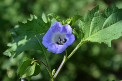 Nicandra physalodes