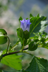 Nicandra physalodes