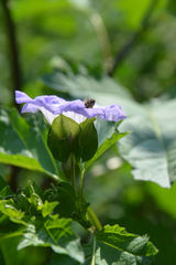 Nicandra physalodes