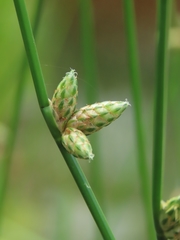 Schoenoplectiella juncoides