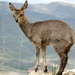 Cape Klipspringer - Photo (c) Colin Ralston, some rights reserved (CC BY-NC), uploaded by Colin Ralston