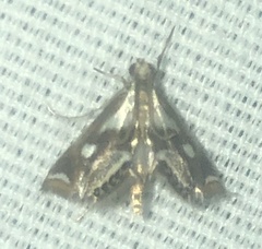 Chrysendeton imitabilis