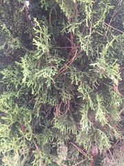 Cupressus sempervirens