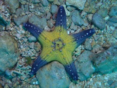 Pentaceraster alveolatus