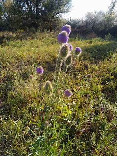Dipsacus gmelinii (Dipsacus gmelinii)