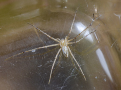 Thanatus oblongiusculus